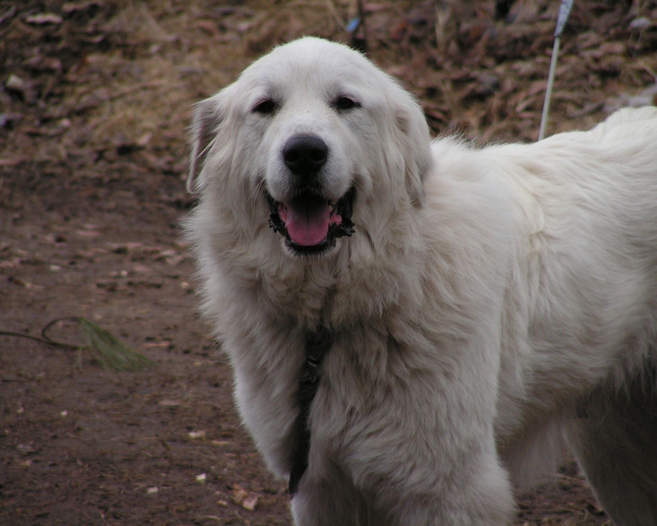 Счастливая большая пиренейская собака