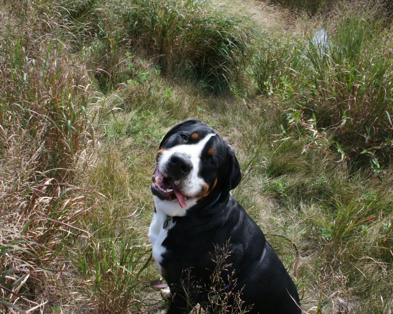 Счастливый большой швейцарский зенненхунд в высокой траве