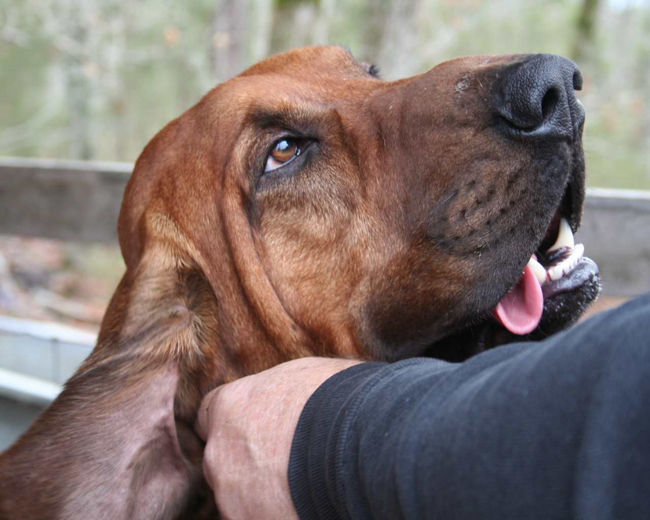 Хозяин чешет ухо бладхаунду