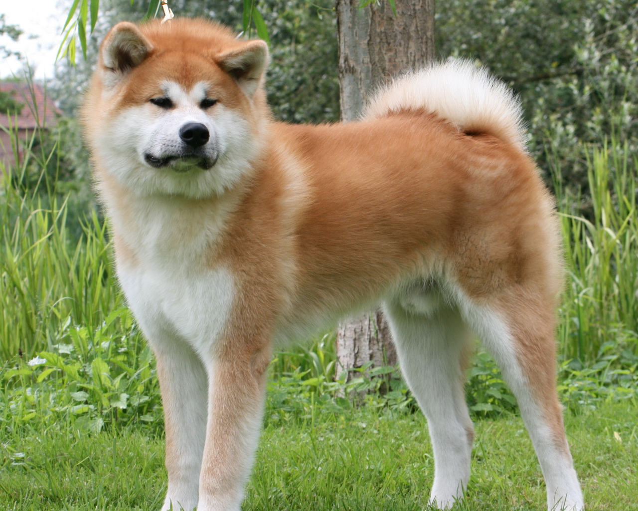 Огромная Кавказская овчарка