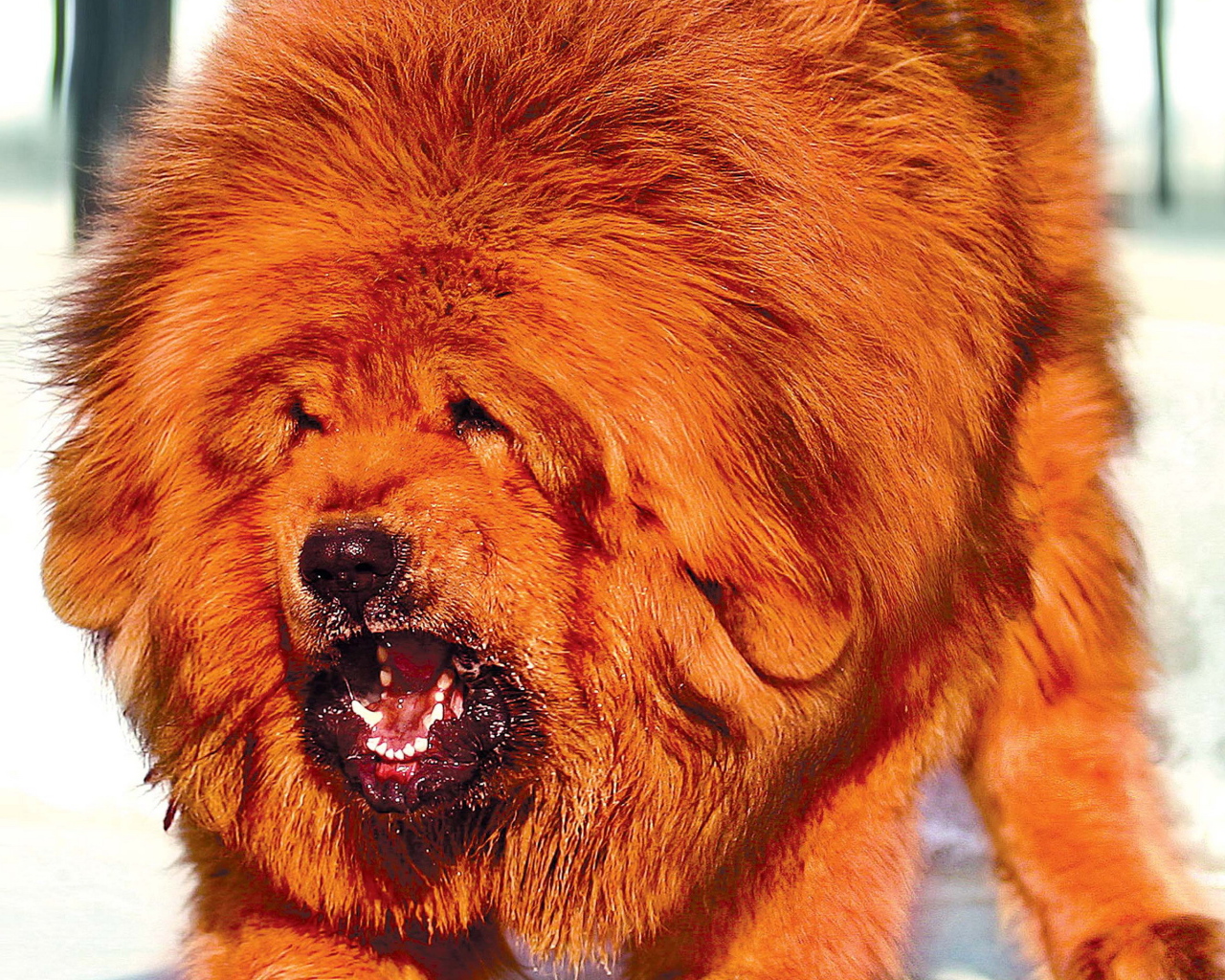 Огромный оранжевый Тибетский мастиф