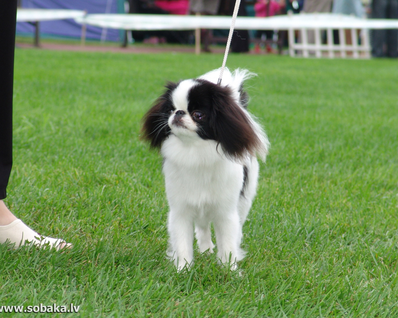 Японский хин на собачьей выставке