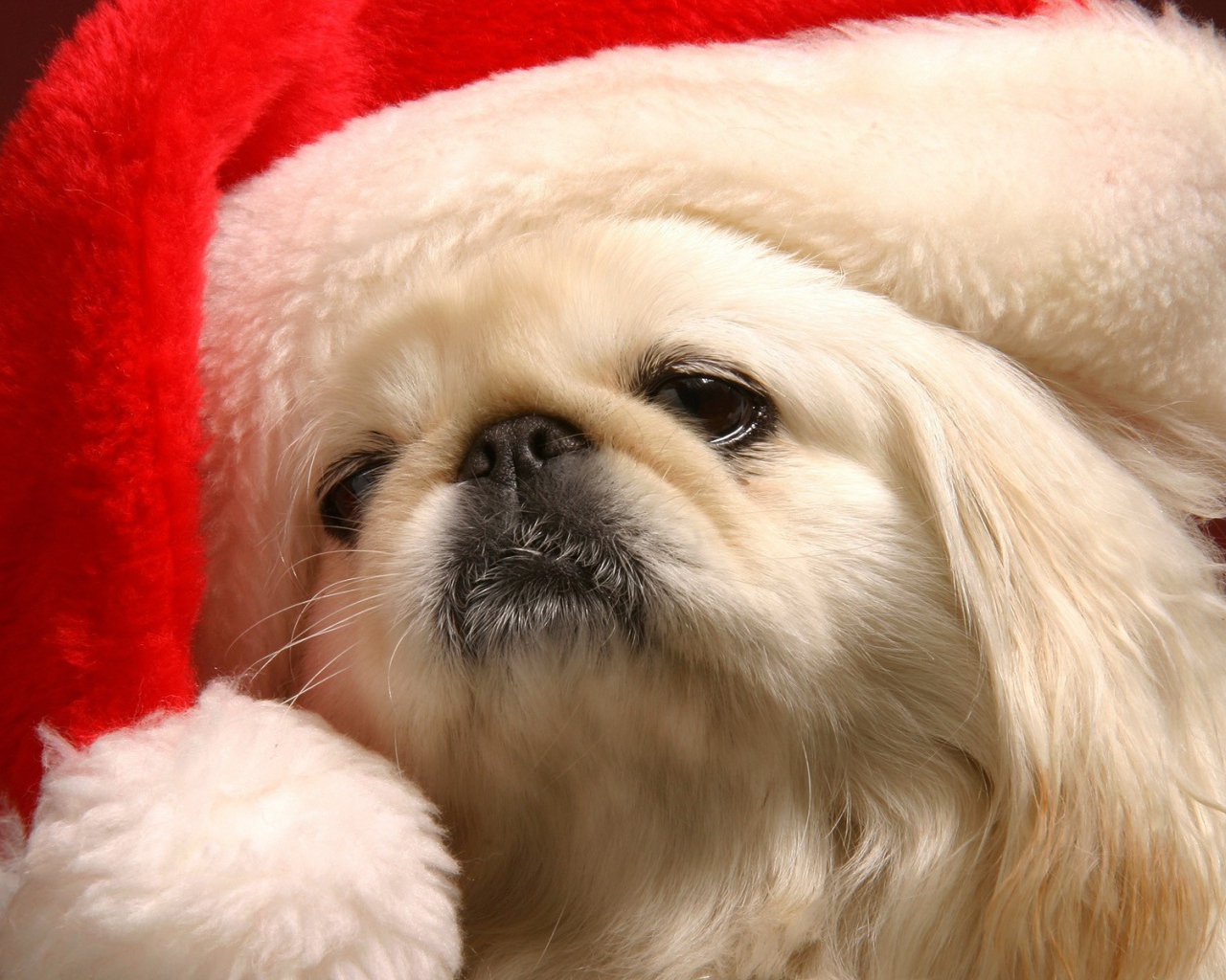 Японский хин в шапке Деда Мороза