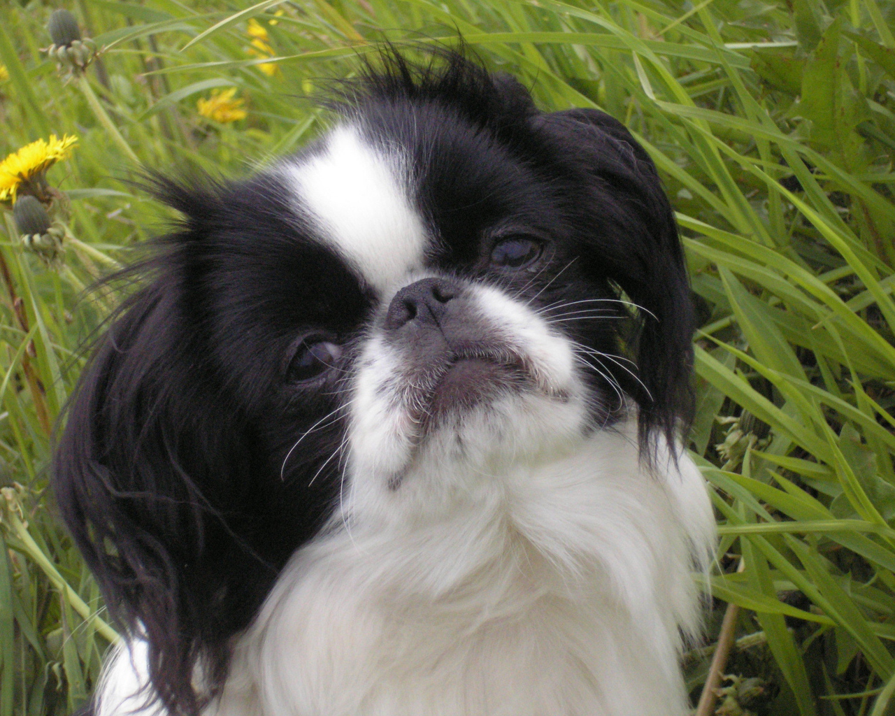 Japanese Chin in the grass