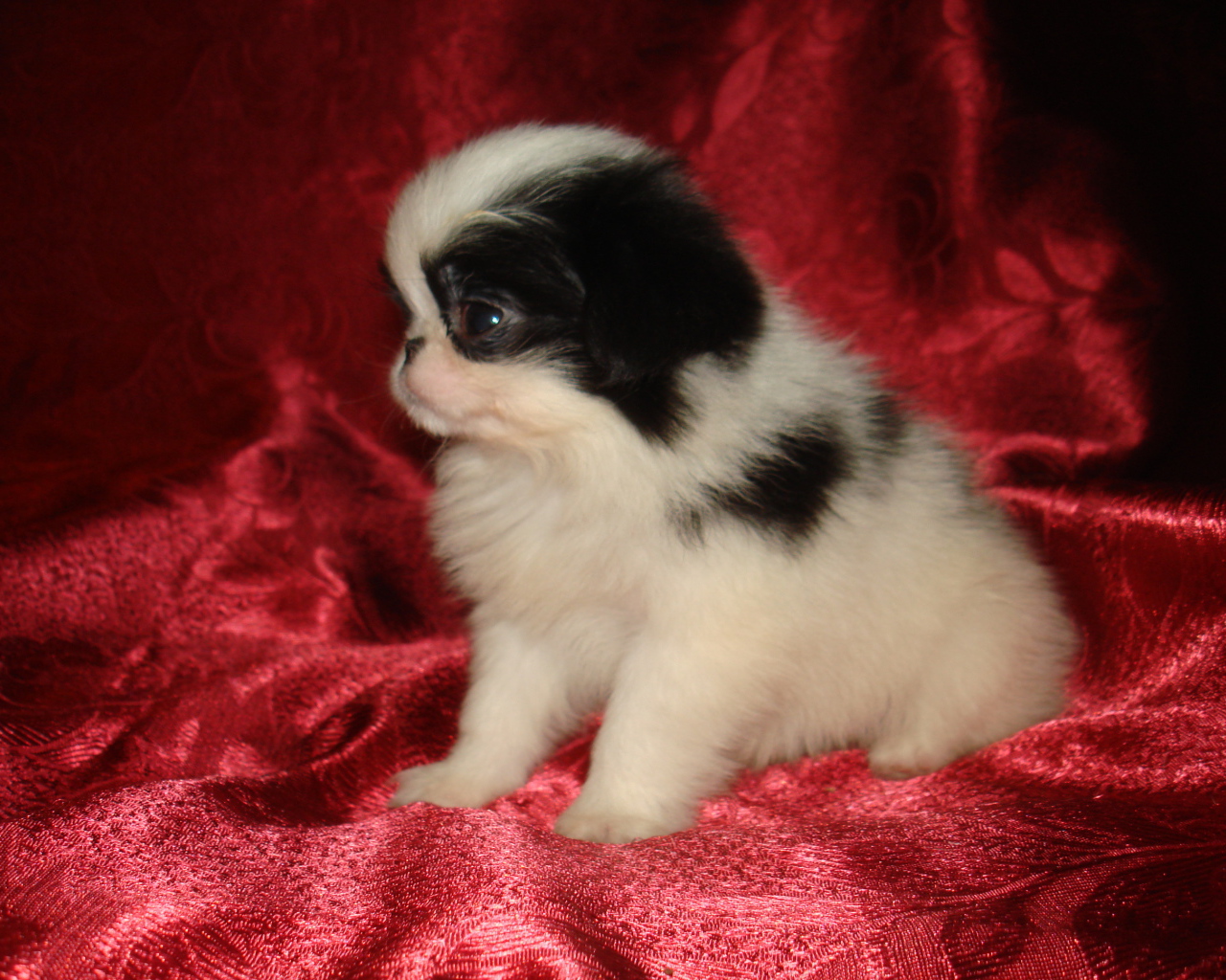 Щенок японского хина