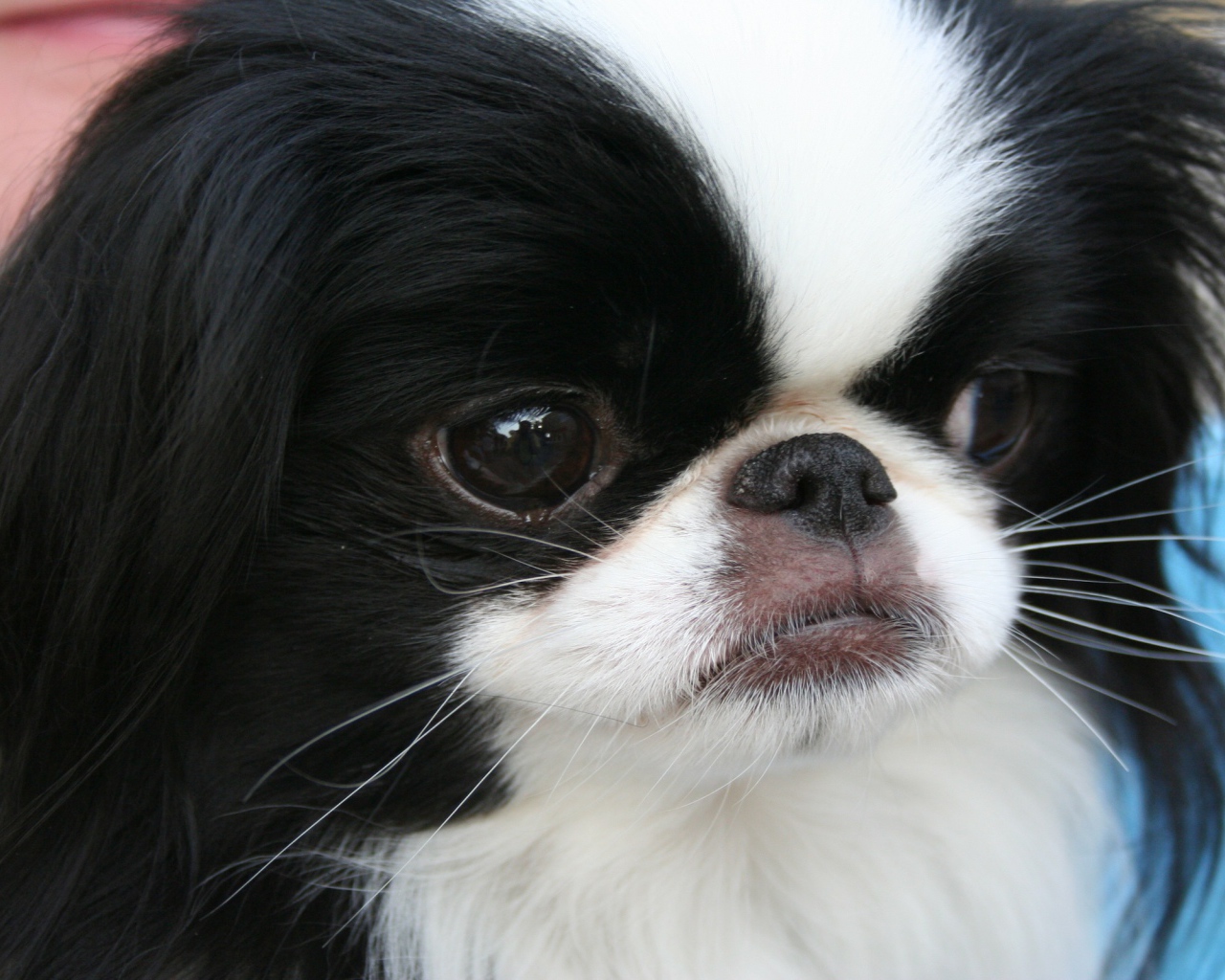 Японский хин крупным планом