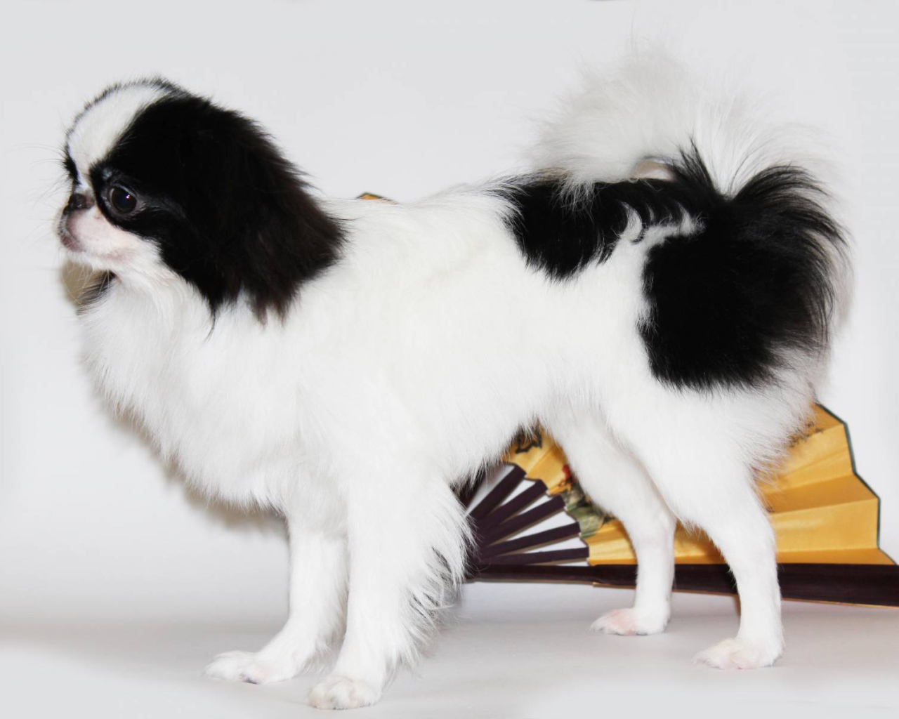 Японский хин на белом фоне