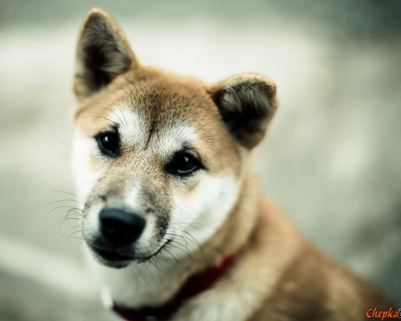Японская порода собаки акита-ину