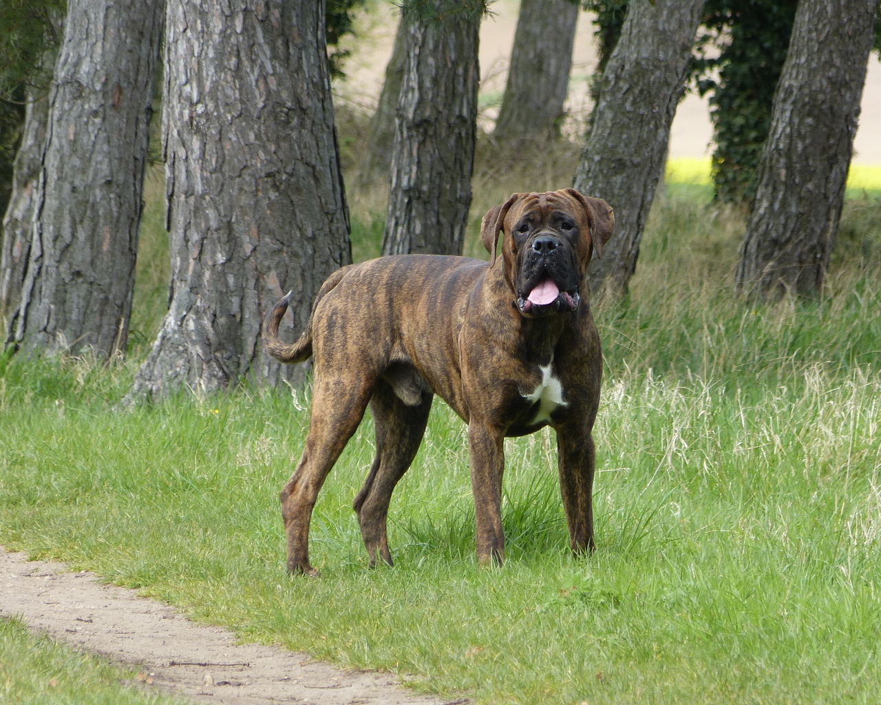 Крупный боксёр на прогулке