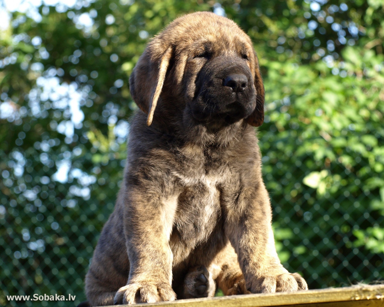 Маленький Испанский мастиф на столе