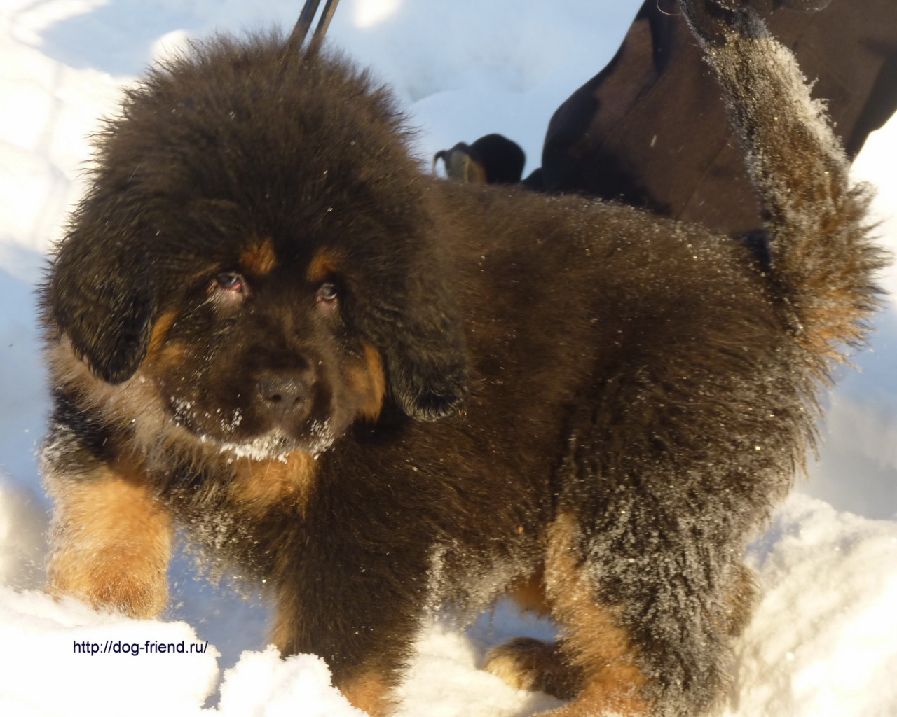 Маленький тибетский мастиф на снегу