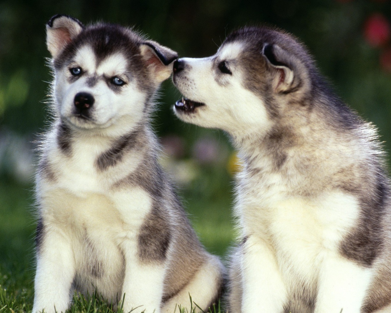 Маленькие Щенки сибирских хаски