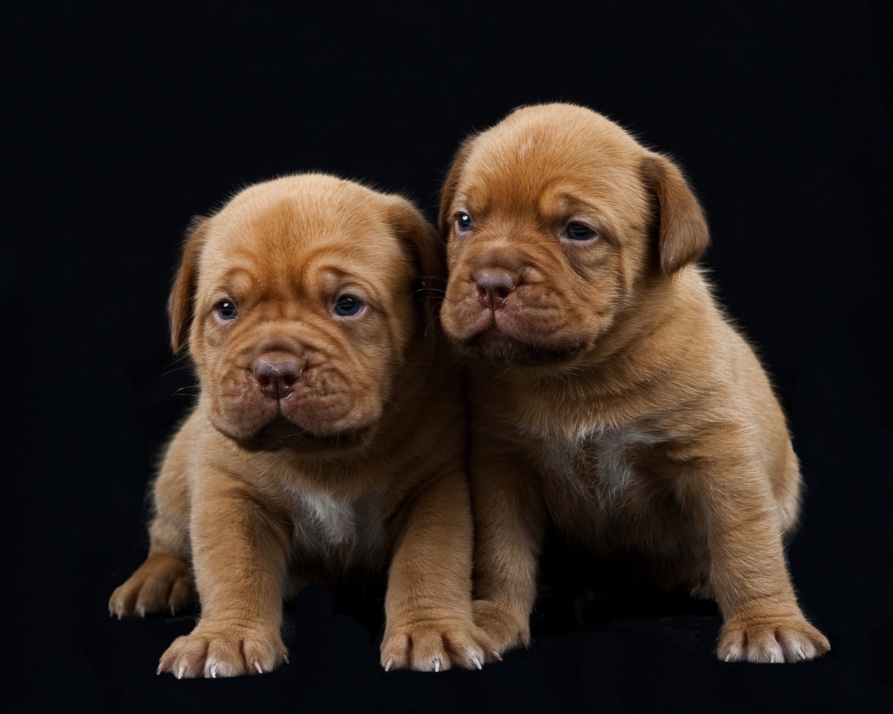 Маленькие щенки Бордоского дога 