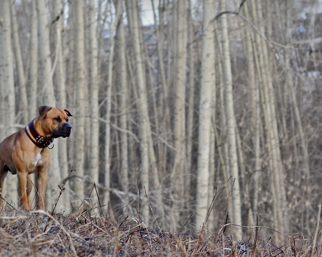 Одинокий боксёр в пустом лесу