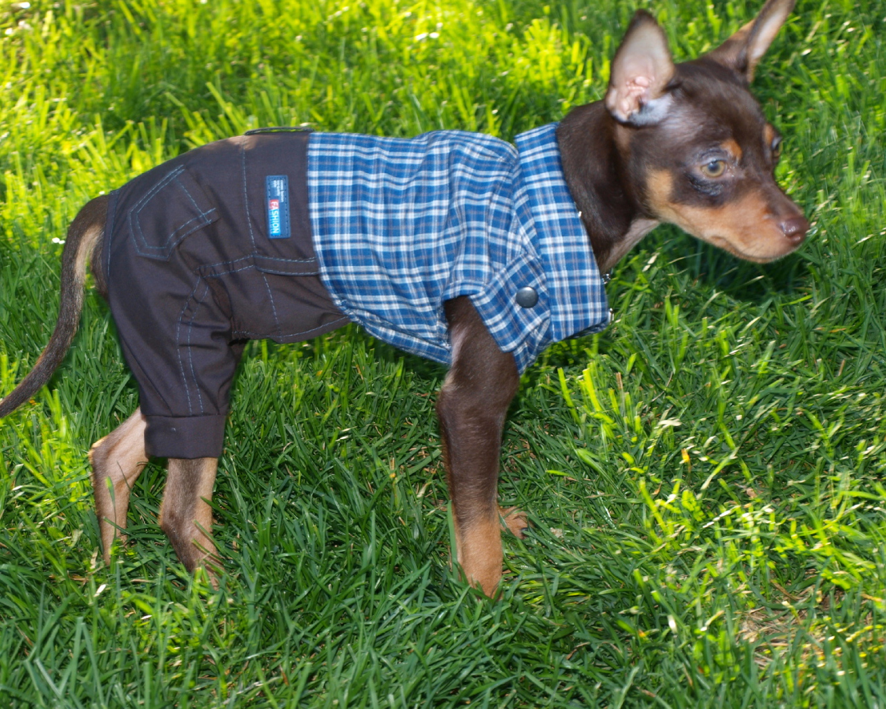 Карликовый пинчер одетый как мальчик