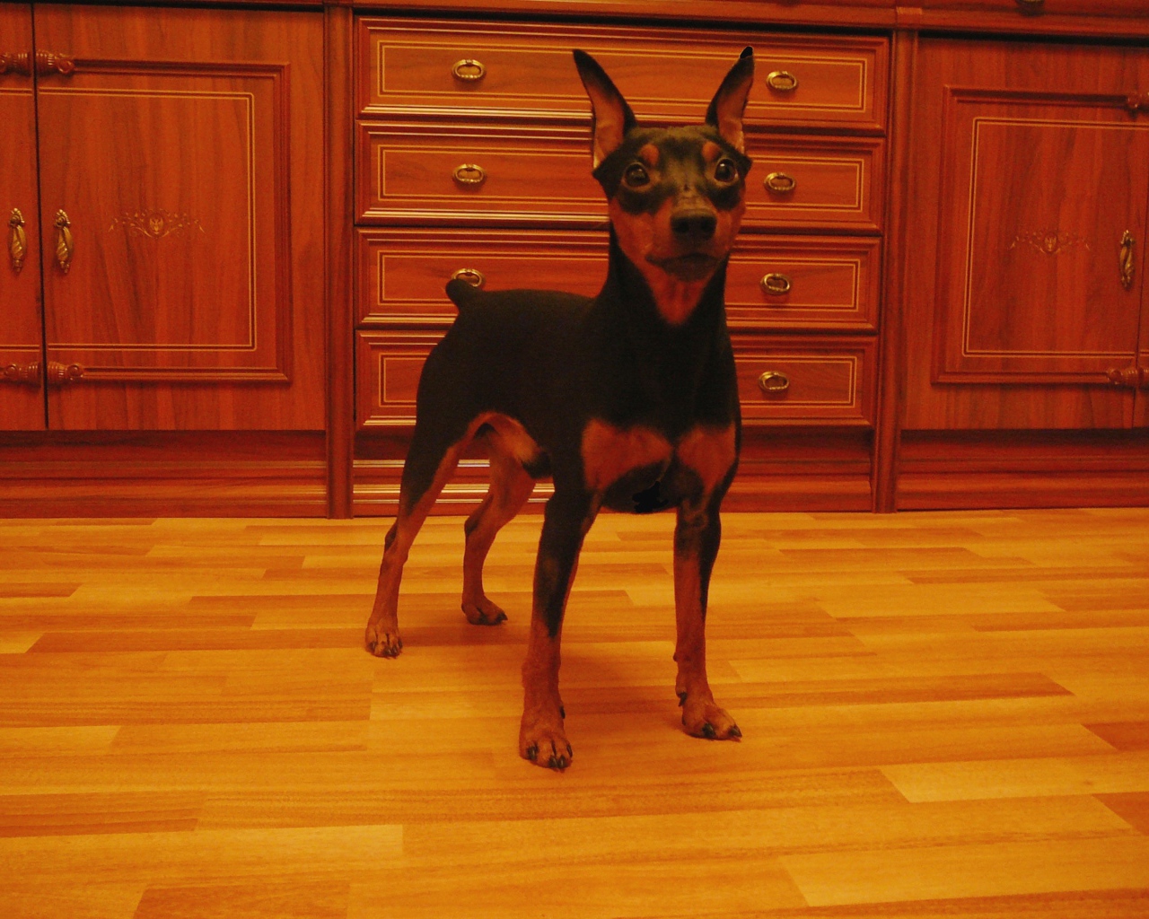 Карликовый пинчер на кухне