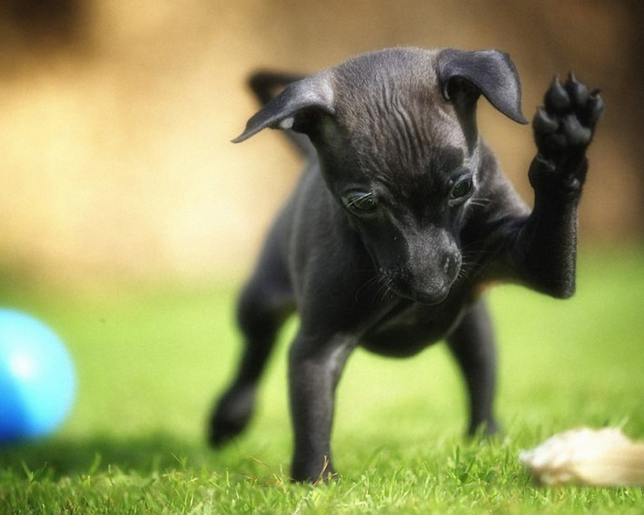 Карликовый пинчер играет во дворе