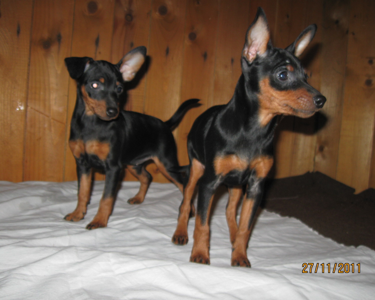 Миниатюрные пинчеры на кровати