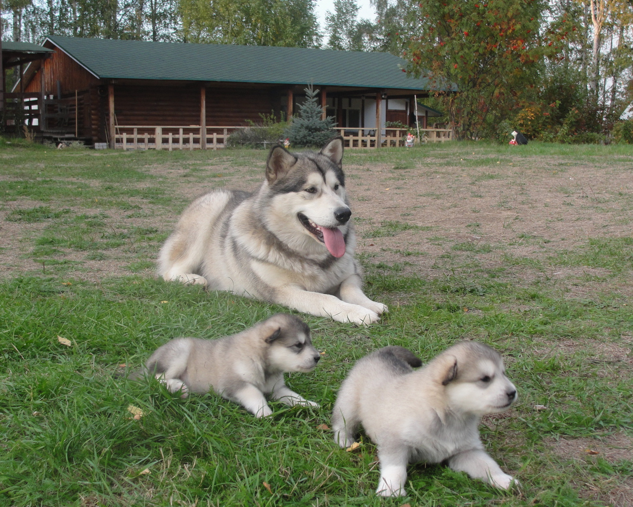 Мама и щенки аляскинского маламута