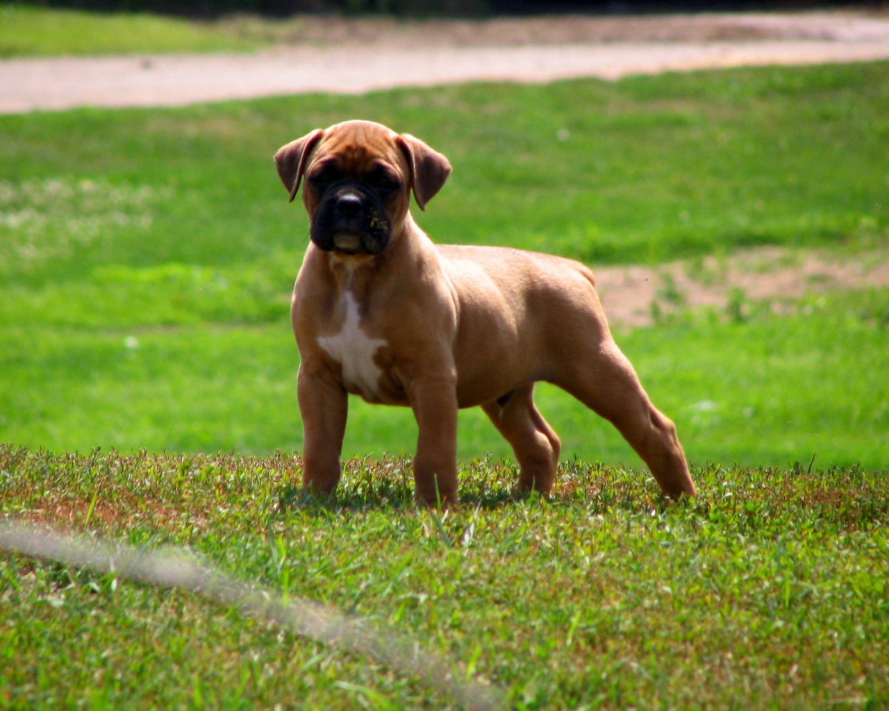 Мускулистый щенок боксёра на траве