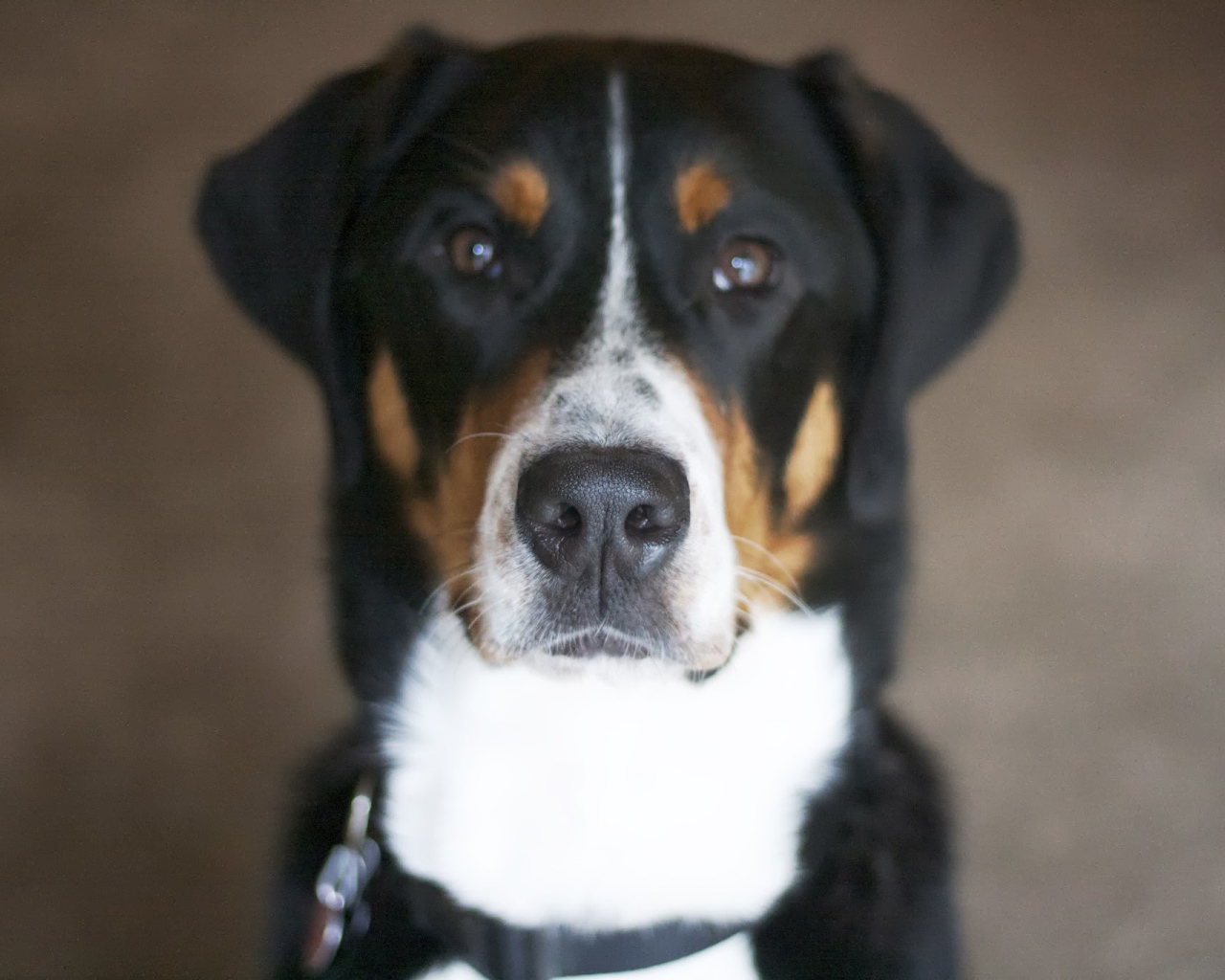 Нос большого швейцарского зенненхунда