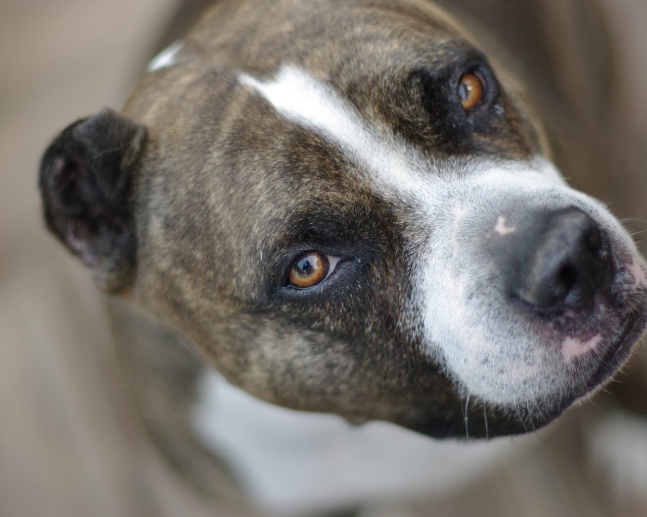 Питбуль, умный взгляд