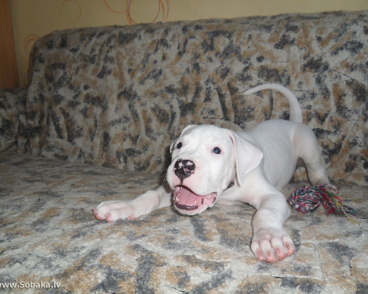 Игривый щенок аргентинского дога