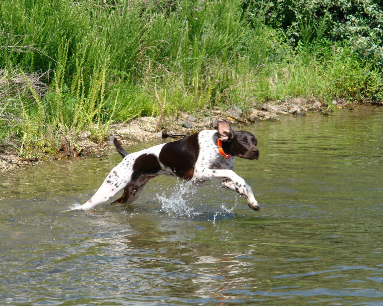 Пойнтер пересекает реку
