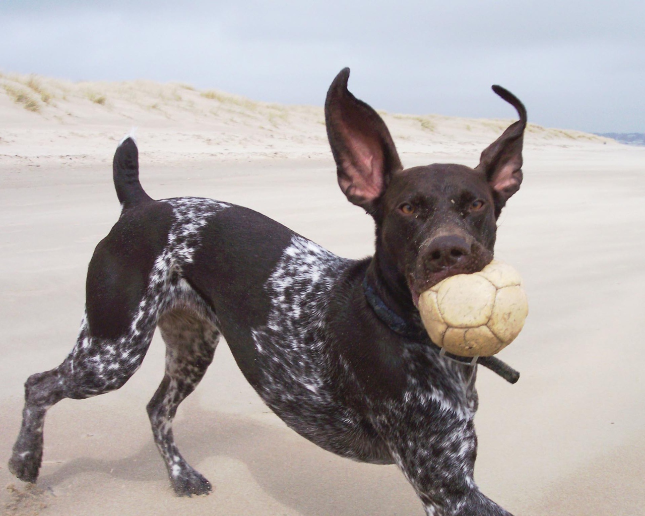 Пойнтер играет с мячом