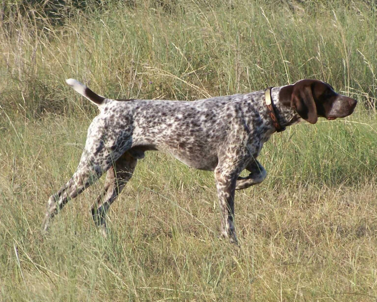 Пойнтер показывает путь