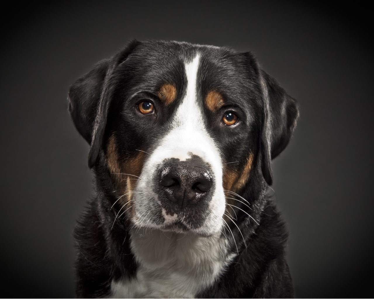 Портрет большого швейцарского зенненхунда