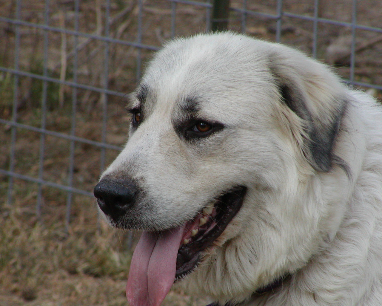 Портрет большой пиренейской собаки