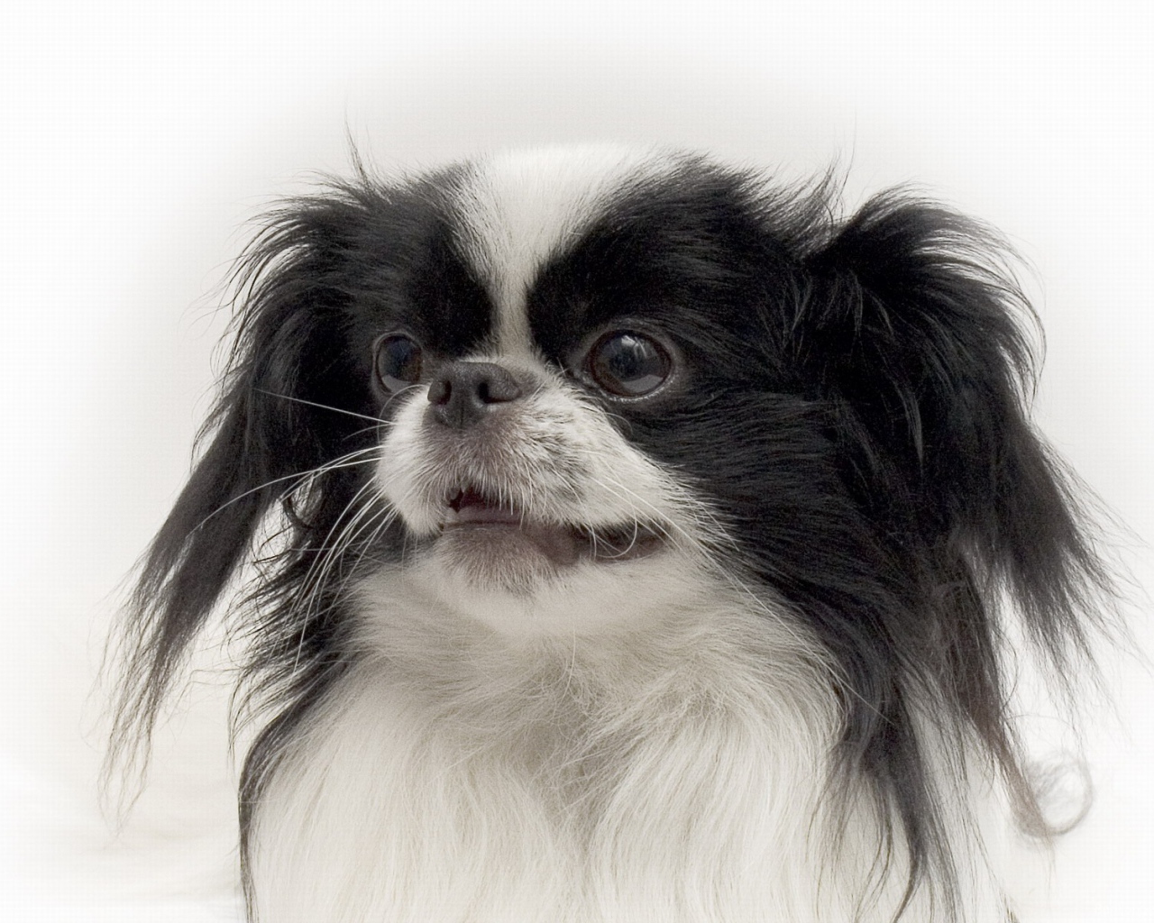 Портрет японского хина