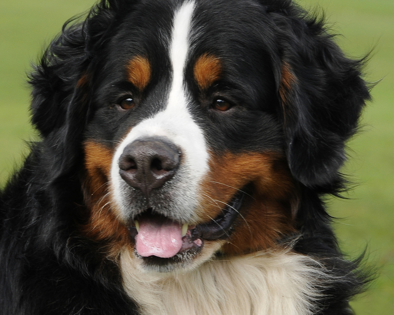 Portrait of a beautiful Bernese Mountain dog on grass background