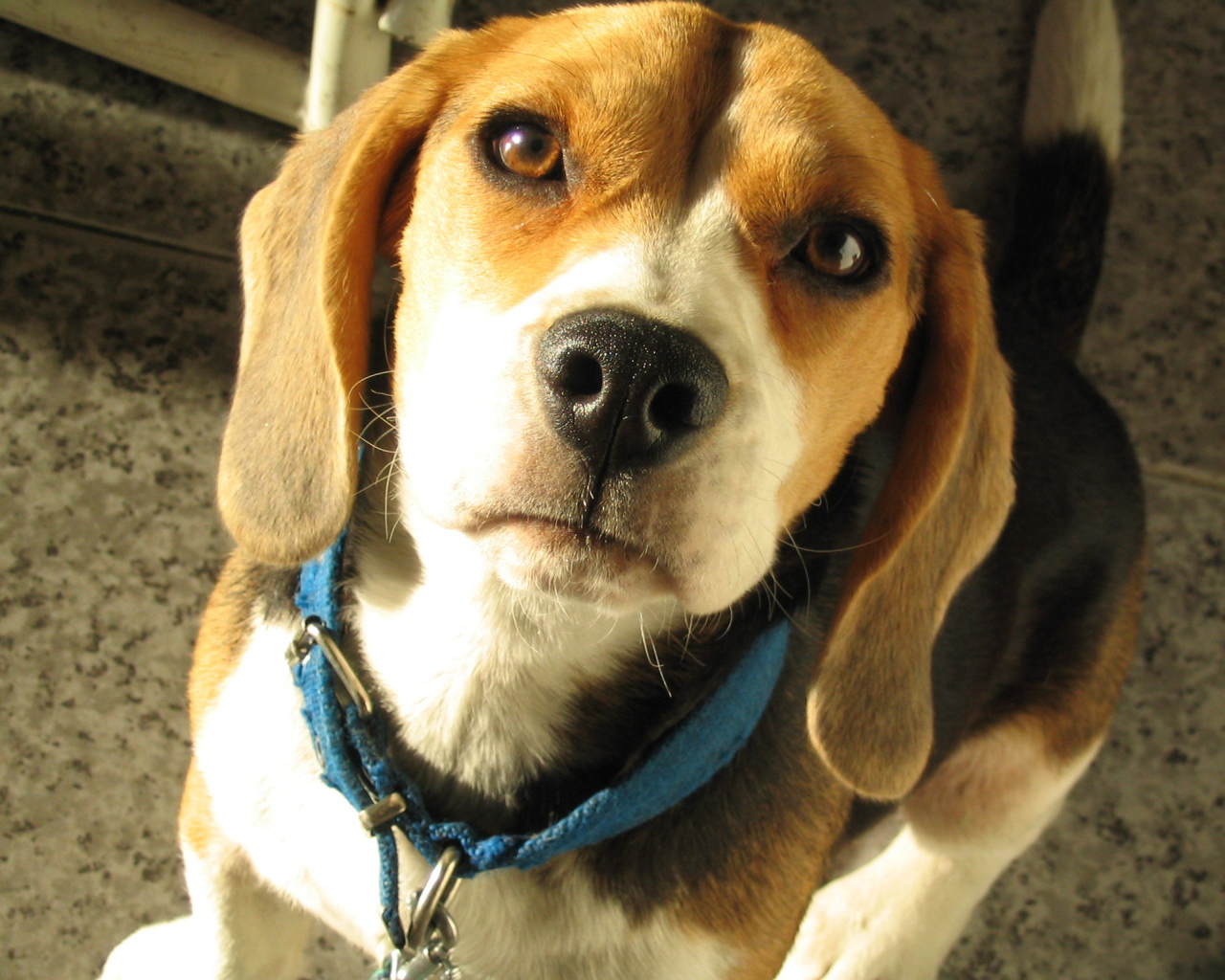 Портрет красивой собаки породы бигль