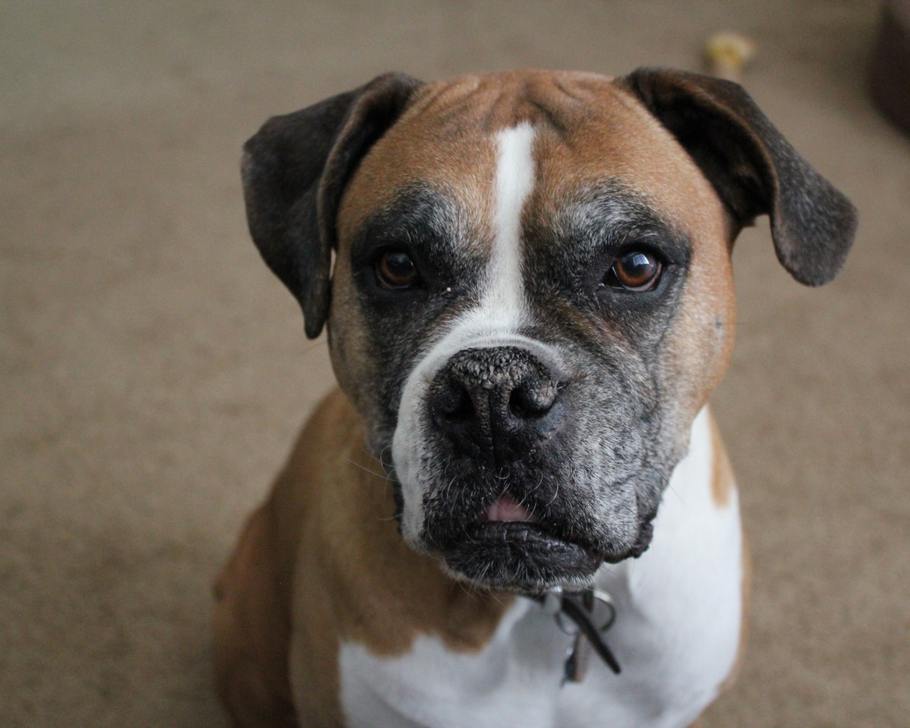 Портрет симпатичного боксёра