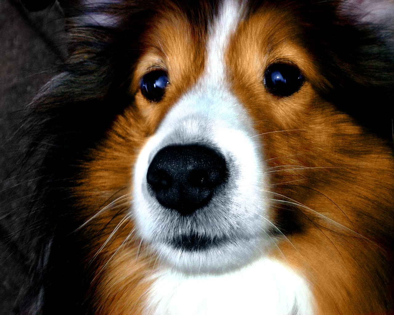 Портрет милой собаки породы шелти