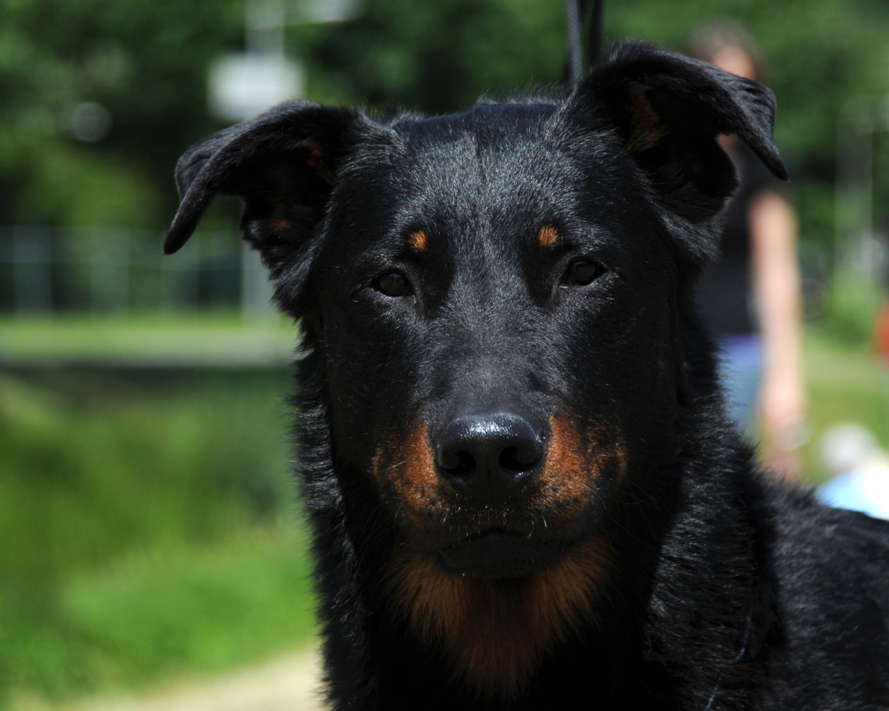 Портрет красивого босерона