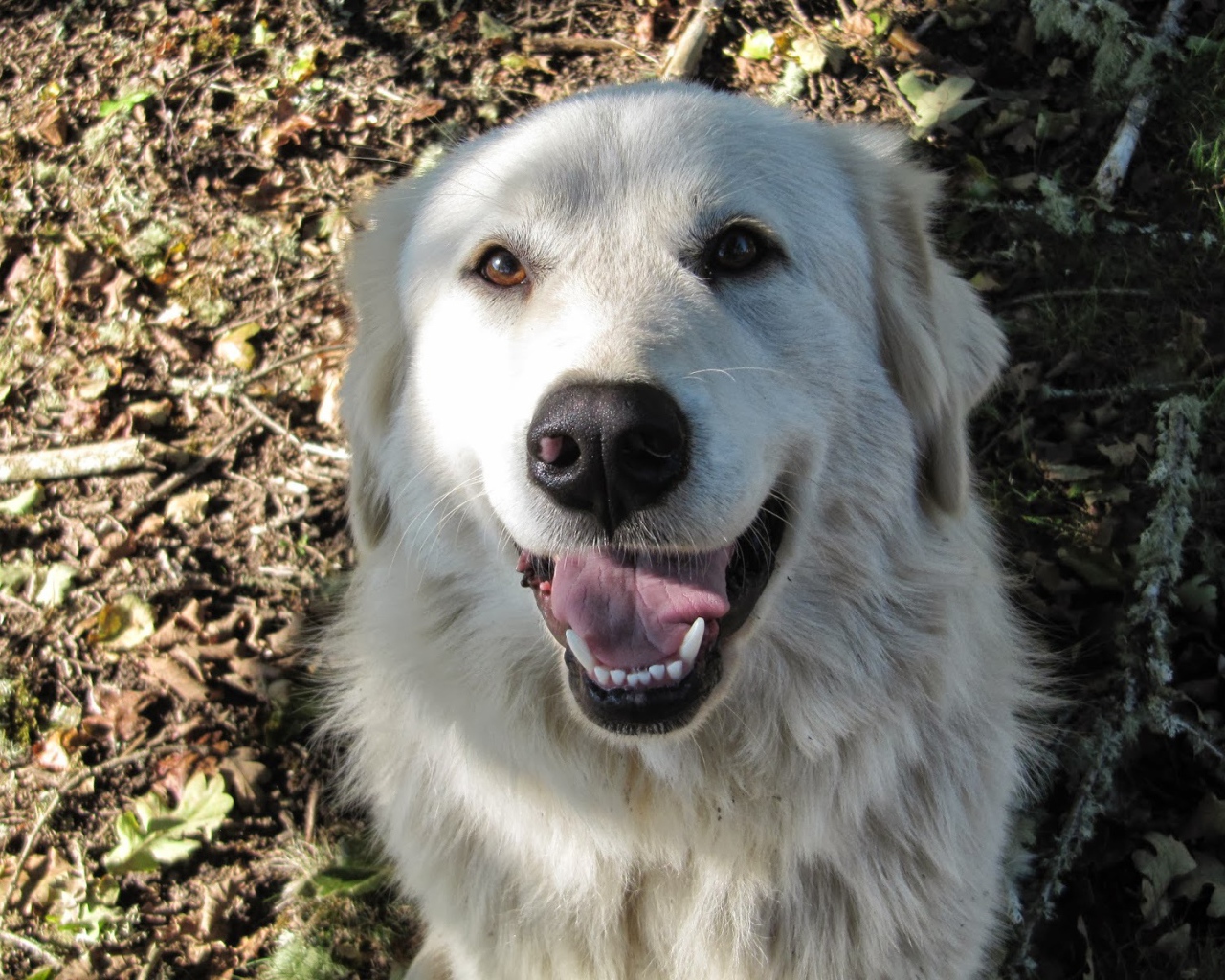 Портрет счастливой большой пиренейской собаки