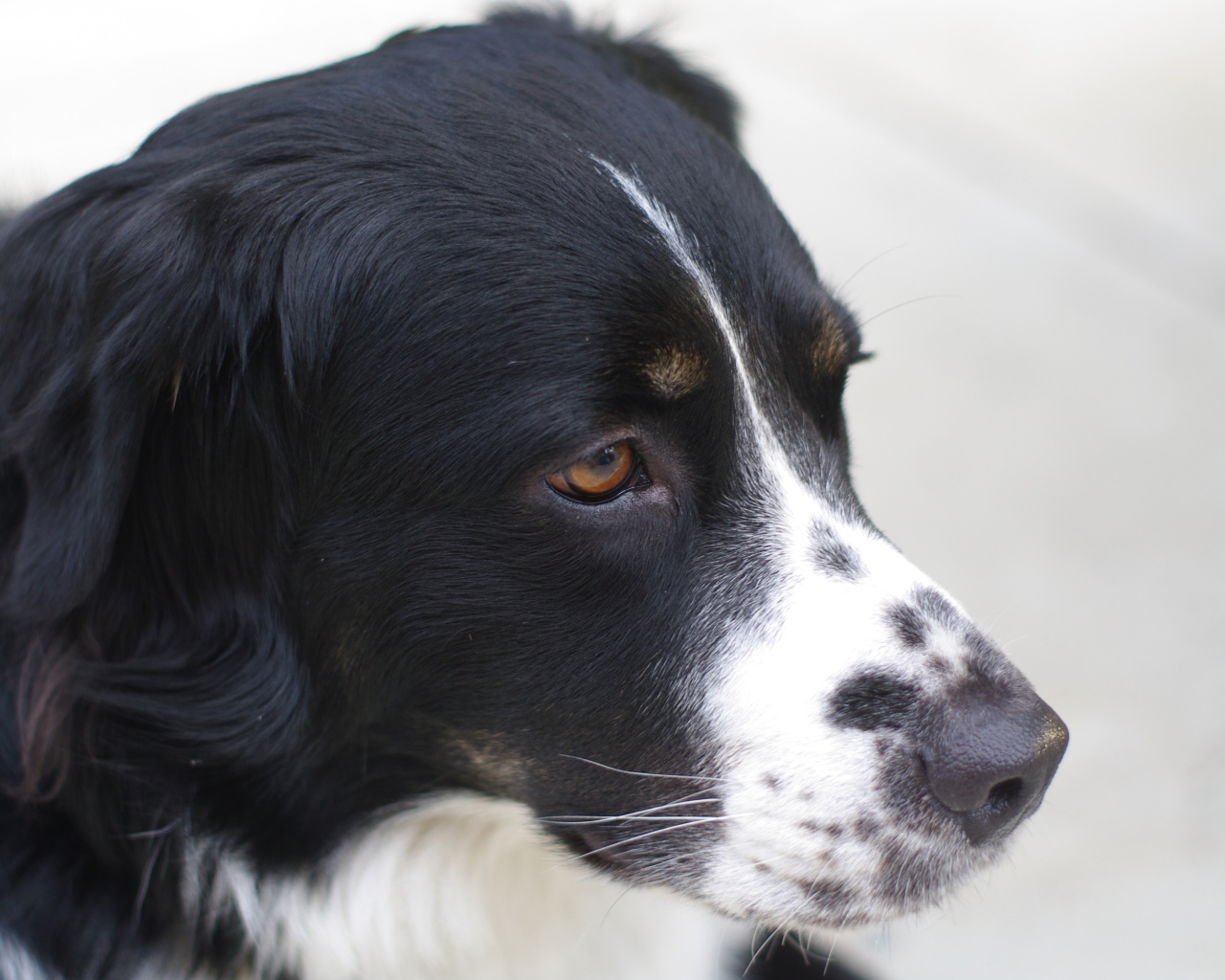 Портрет серьёзной бернской пастушьей собаки