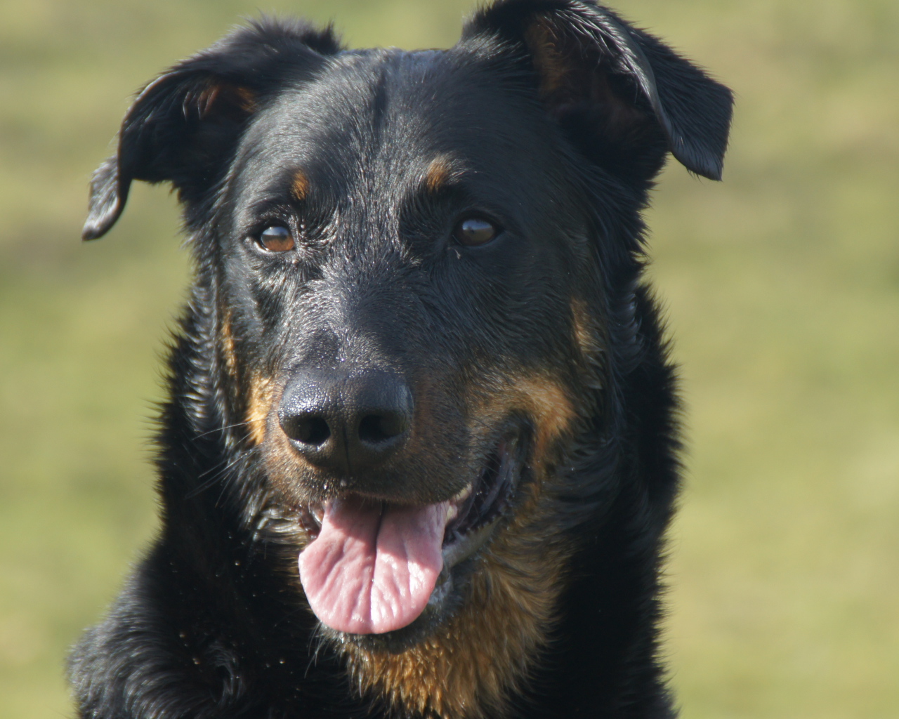 Портрет взрослого мокрого босерона
