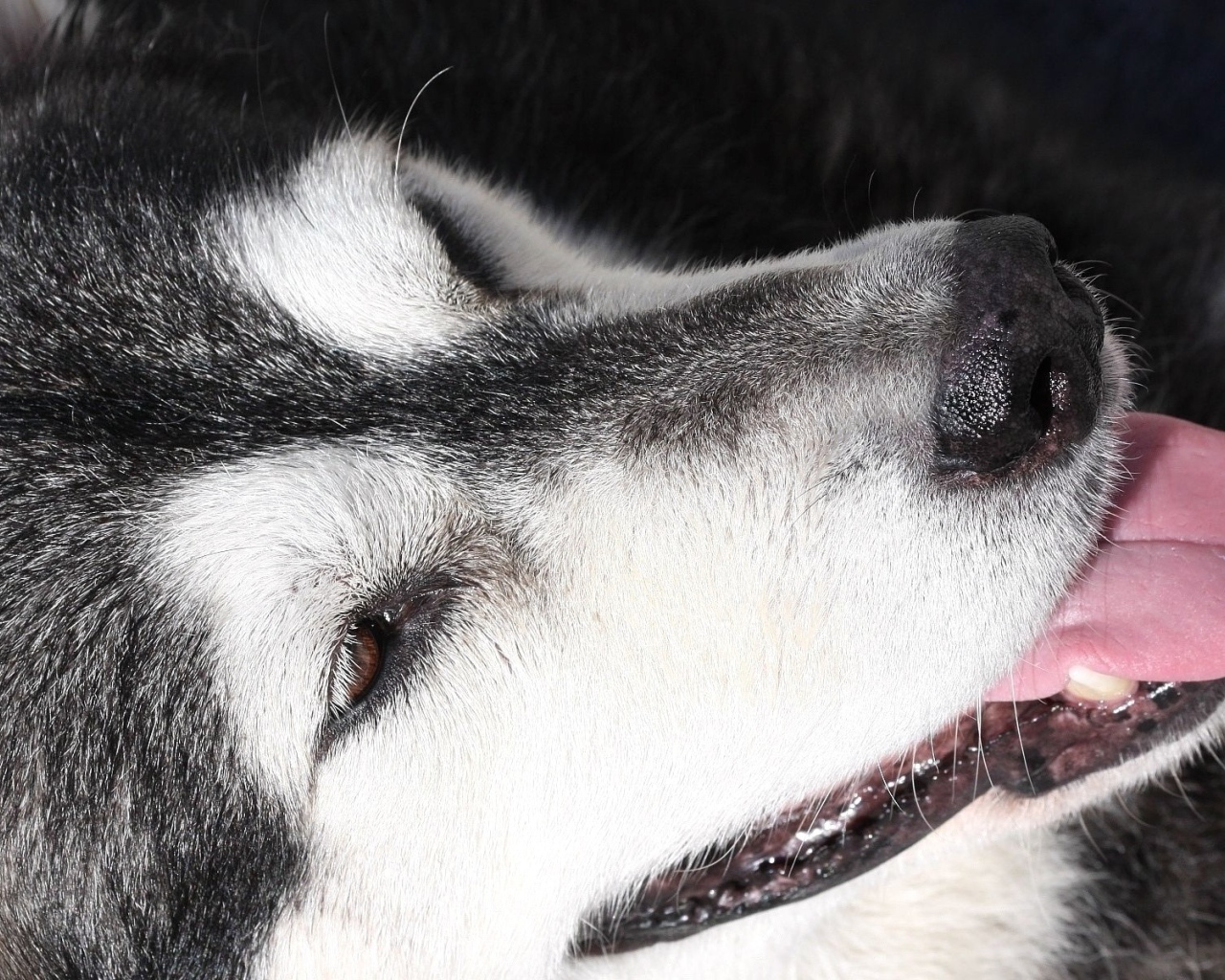 Портрет аляскинского маламута