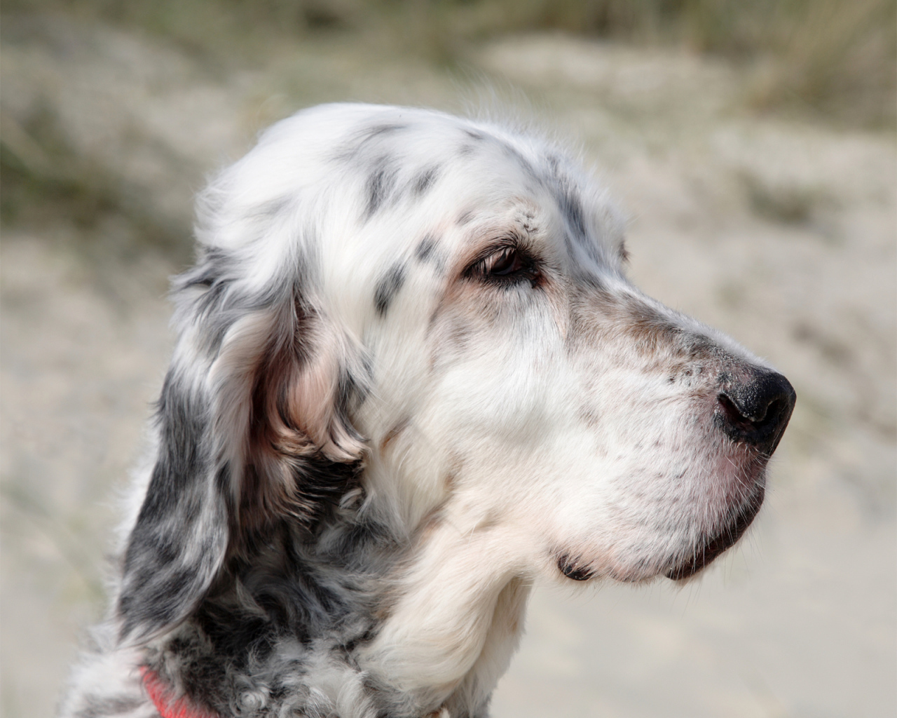 Портрет английского сеттера