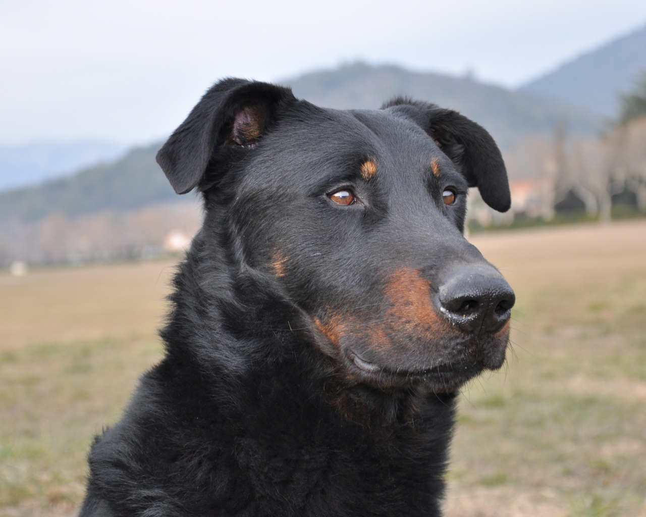 Портрет взрослого босерона