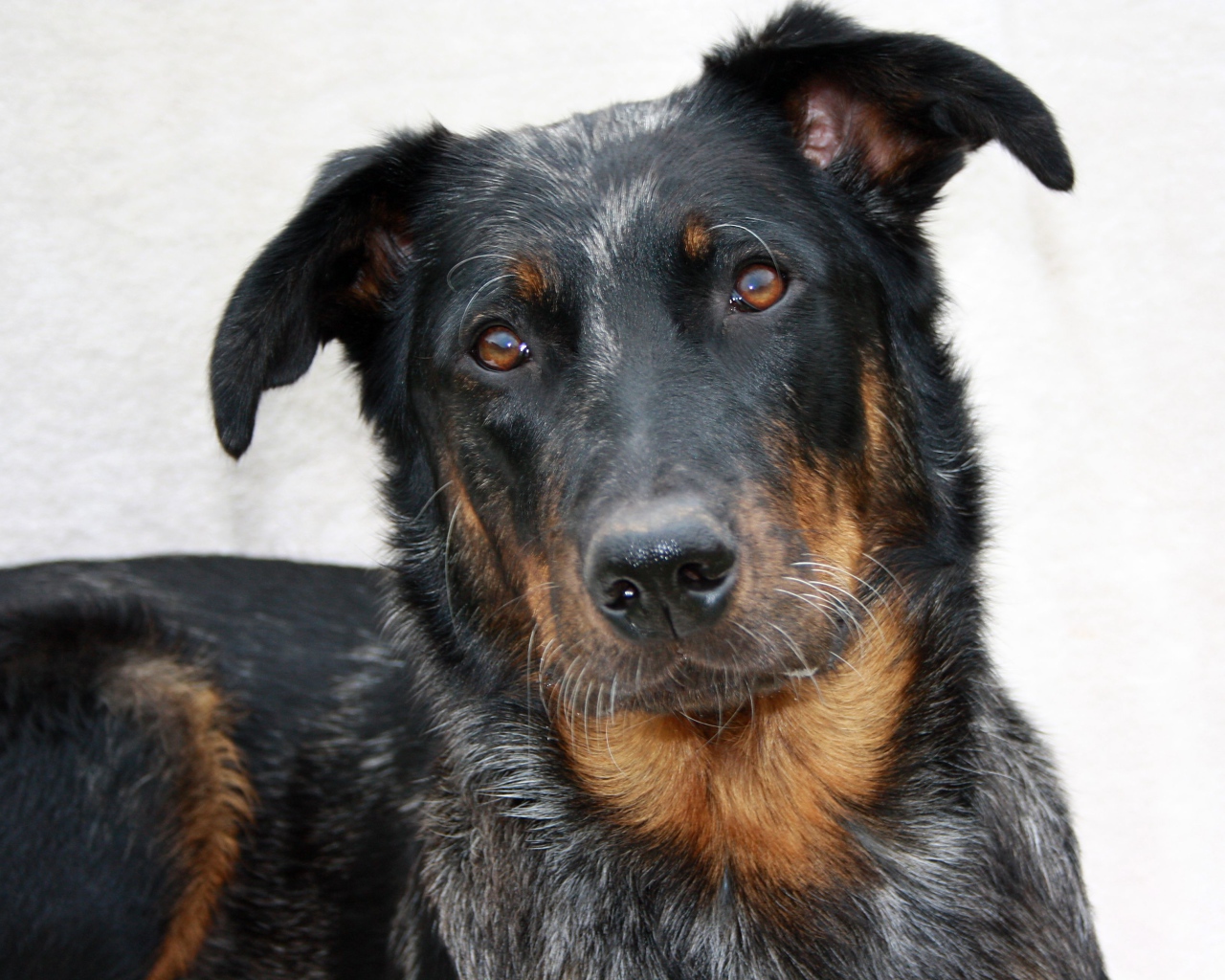 Портрет милого босерона на светлом фоне