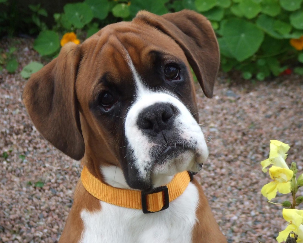 Портрет милого молодого боксёра