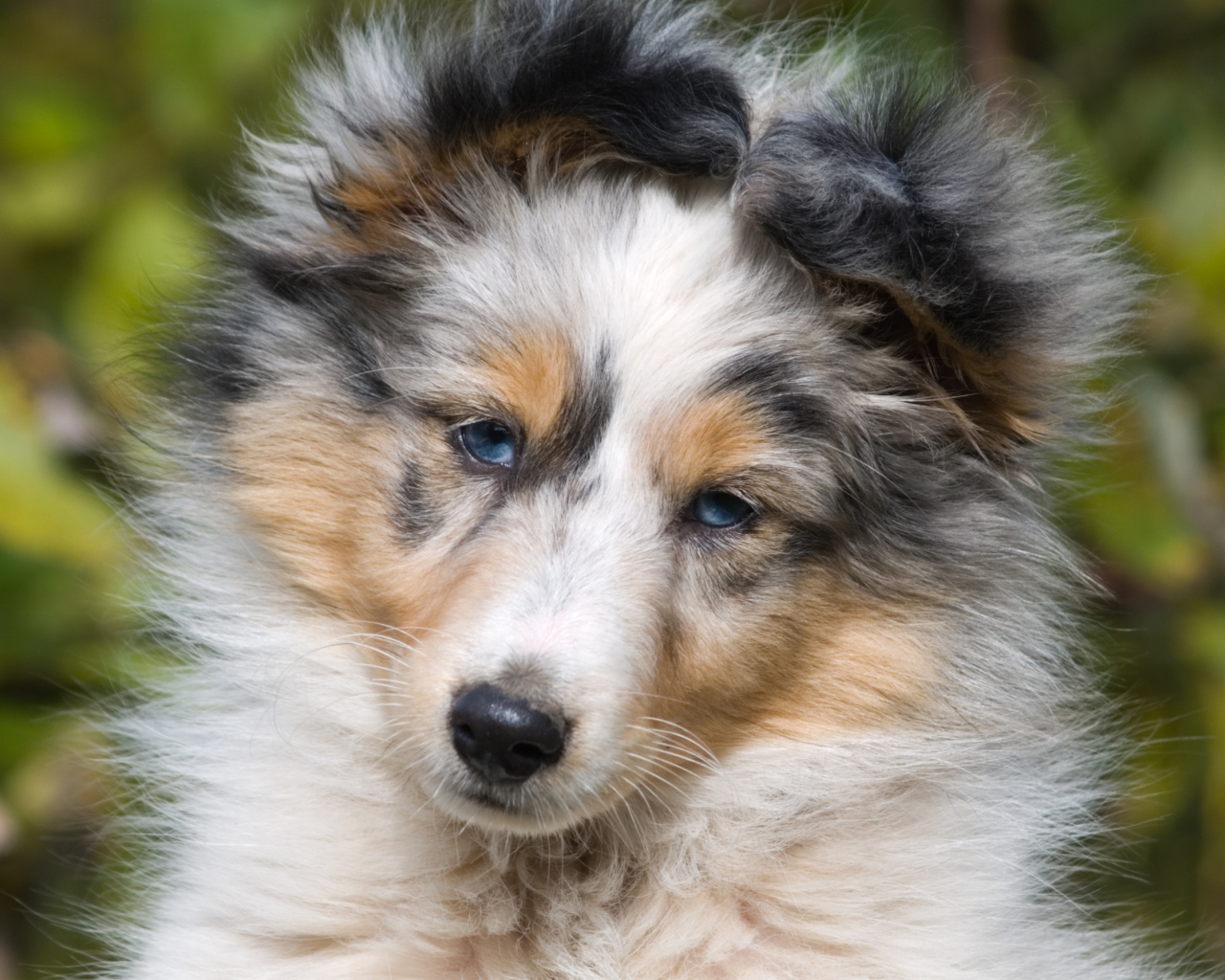 Портрет щенка породы шелти