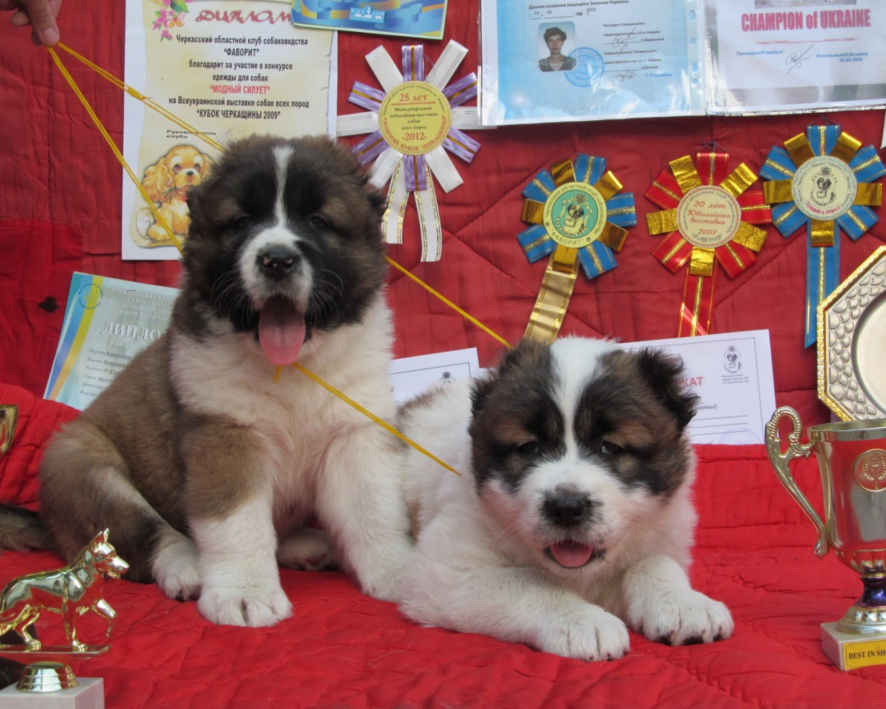 Prize winners Caucasian Shepherd puppies