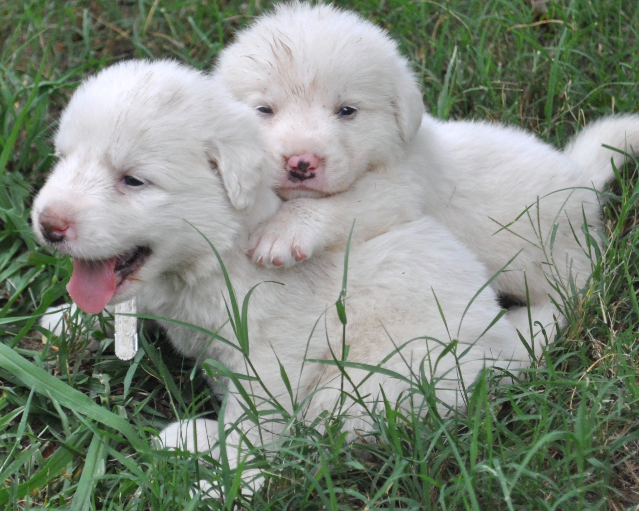 Щенки большой пиренейской собаки