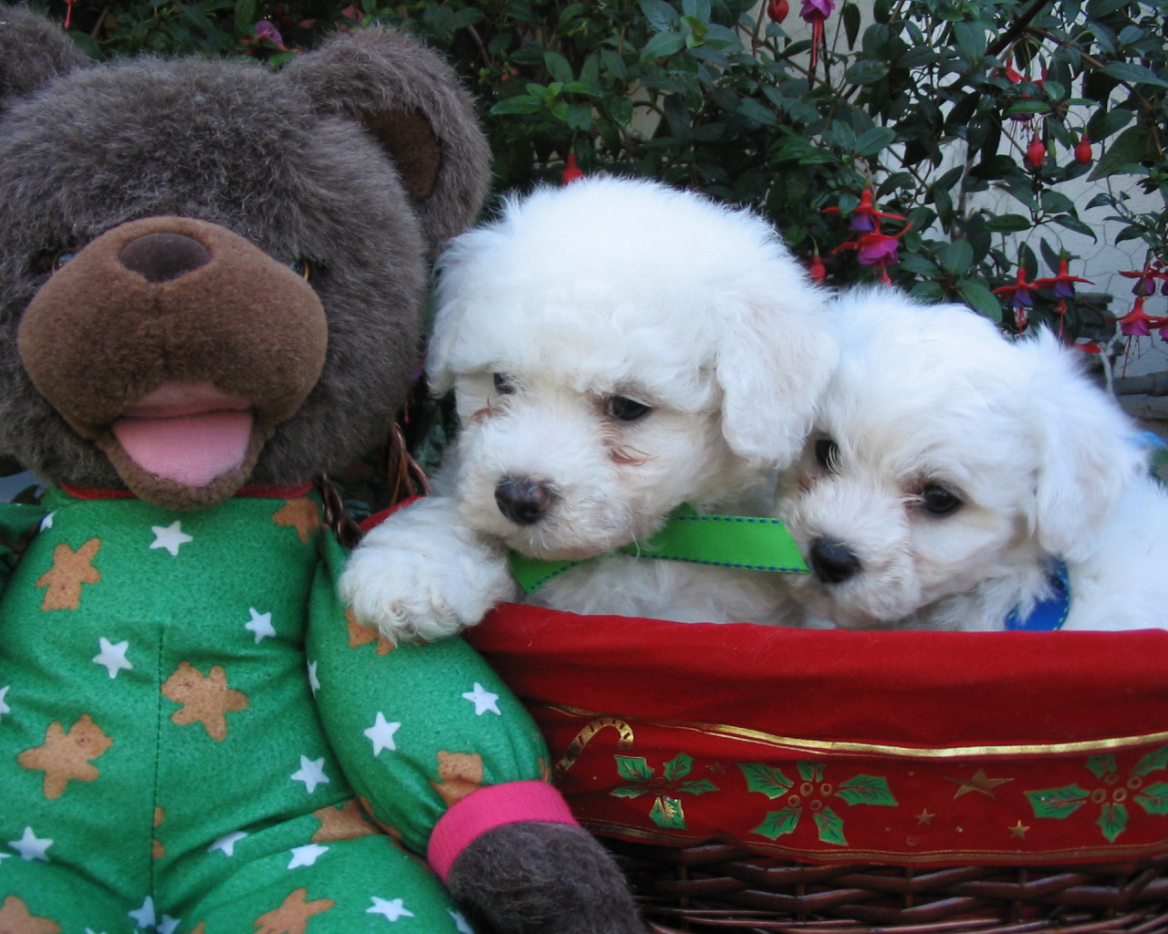Щенки породы бишон-фриз и мягкая игрушка